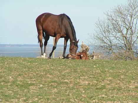 Fuldblod (XX) Why Me - R.I.P <3 billede 6