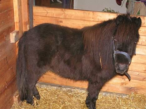 Shetlænder Black beauty *DØD* - Her er jeg som lille!!! Er jeg ikke bare fin??? eller hvad?? det sys jeg!!! billede 19