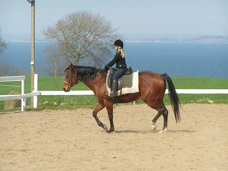 Fuldblod (XX) Why Me - R.I.P <3 billede 11