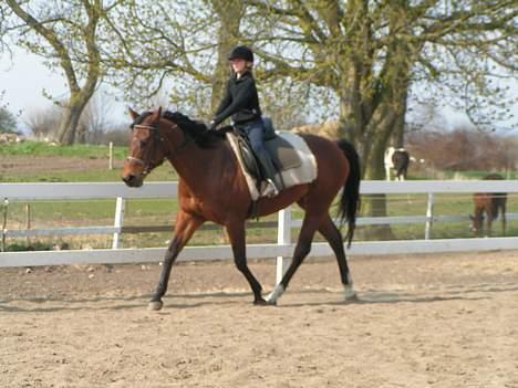 Fuldblod (XX) Why Me - R.I.P <3 billede 13