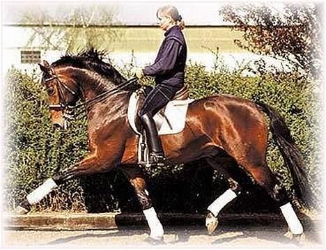 Tysk Oldenburger Don Armani - Drengens morfar.. så flot han er.. billede 4