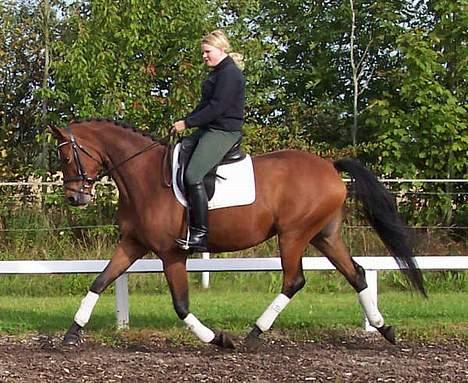 Trakehner Anastacia H SOLGT - TIL SALG billede 1