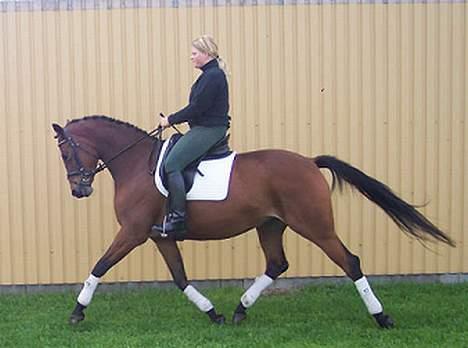 Trakehner Anastacia H SOLGT - TIL SALG billede 2
