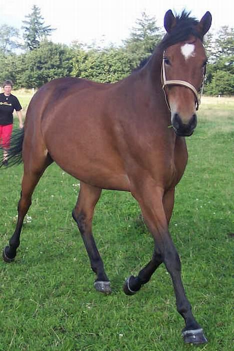 Trakehner Anastacia H SOLGT - TIL SALG billede 3