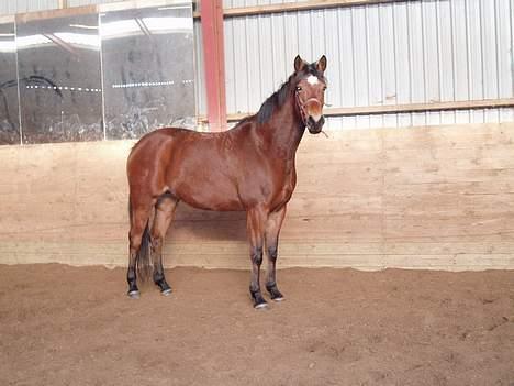 Trakehner Anastacia H SOLGT - TIL SALG billede 4