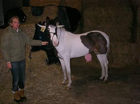 Pinto Miss coco Chanell - wee.. min dejlig ko <333 billede 15