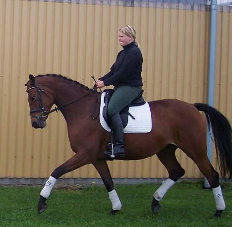 Trakehner Anastacia H SOLGT - TIL SALG billede 5
