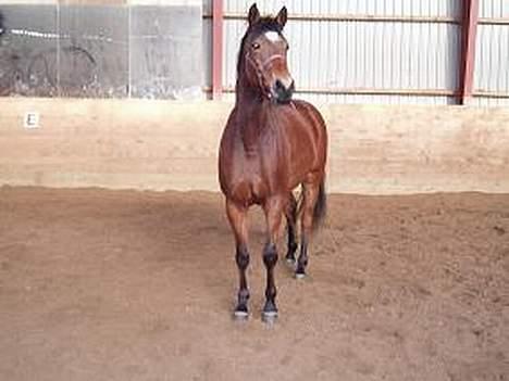 Trakehner Anastacia H SOLGT - TIL SALG  billede 6