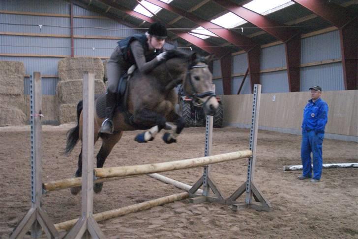 Hollandsk Sportspony Crocodile Dundee R.I.P  - Dundee som spring pony :P foto kirstine  billede 18