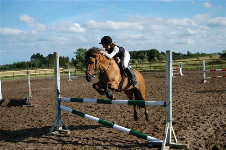Anden særlig race Cheik Sherry solgt :'( - Ridelejre juli 2007. Tror vi springer en MB. billede 15