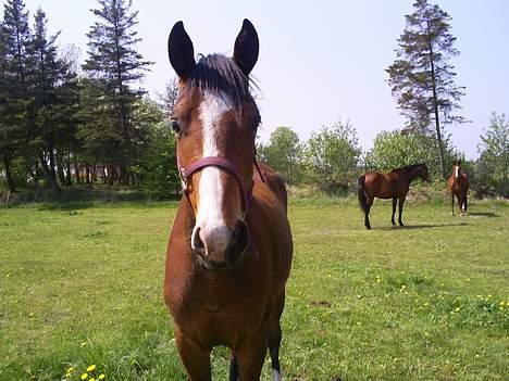 Trakehner Amree H SOLGT billede 1