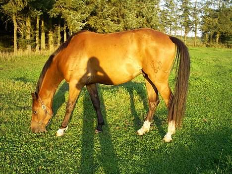 Trakehner Amree H SOLGT billede 2