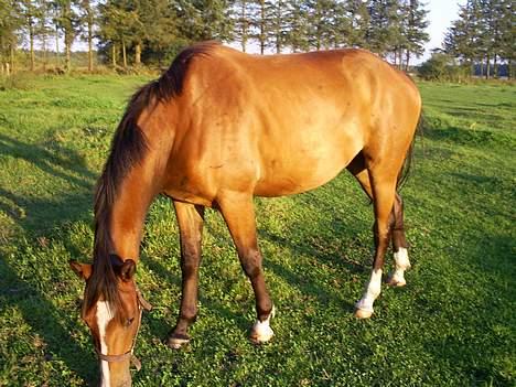 Trakehner Amree H SOLGT billede 3