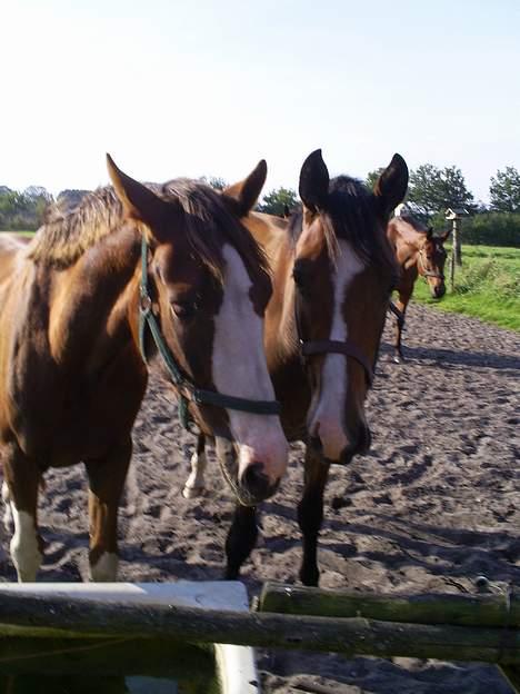 Trakehner Amree H SOLGT billede 4