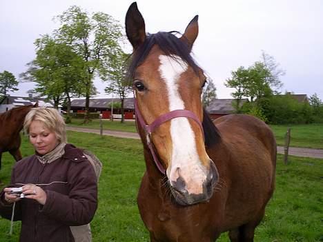 Trakehner Amree H SOLGT billede 5