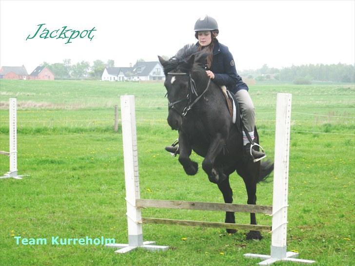 Fell pony Kurreholms Jackpot UDLÅNT - Springning med rytter for første gang. 23/5-10 billede 1