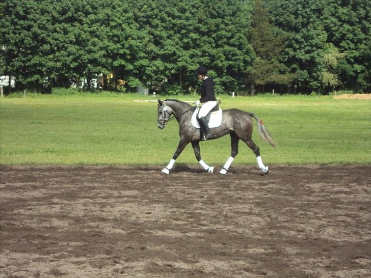 Tysk Varmblod Bonita a egelykke (lusen) AVL - smukke smukke hest første stævne opvarmning billede 2