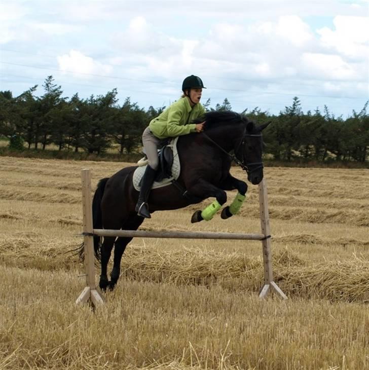 New Forest Vadgaards Bellmann - Bellmann og jeg springer :D billede 3