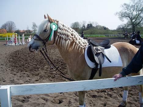 Anden særlig race Zafir - Her er Zafir til hans første stævne ;) billede 1