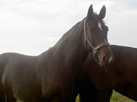 Oldenborg Altair Kikmose billede 3