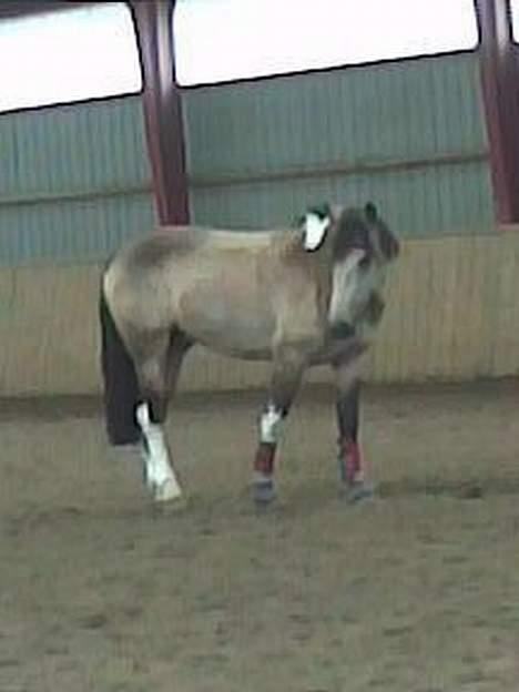 Anden særlig race silas<3<3 ***Solgt*** - Silas 2006 billede 11