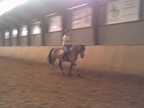 Anden særlig race silas<3<3 ***Solgt*** - dressur 2006 billede 12