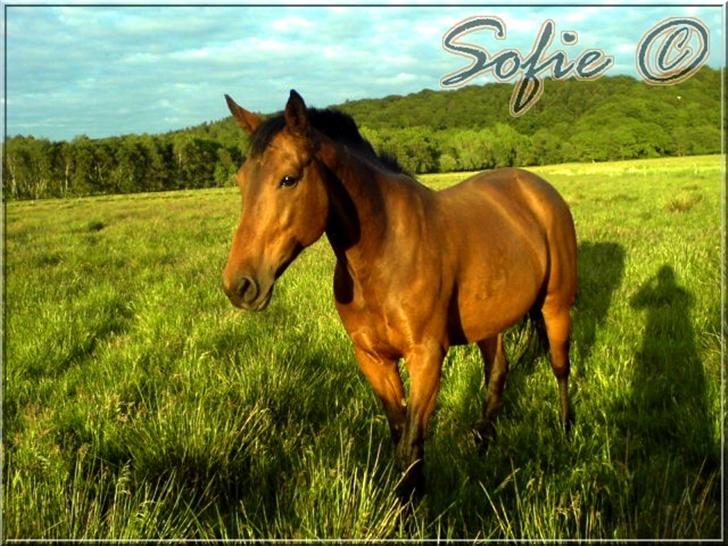 Anden særlig race »Rasmine af Krægpøth« DØD - 14 l Søde , haltende Rasmine. 3. Juni 2007 billede 14