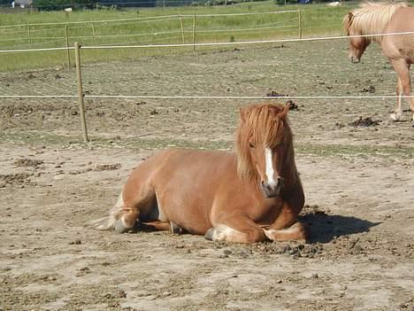 Islænder Pytla fra Hjortedal - Pytla ligger ned i sommer solen. billede 12