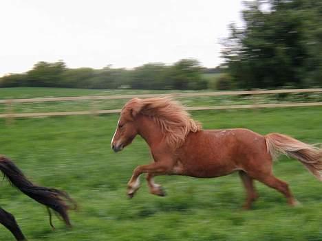 Islænder Pytla fra Hjortedal - Pytla i galop, undskyld rystelsen.. billede 13