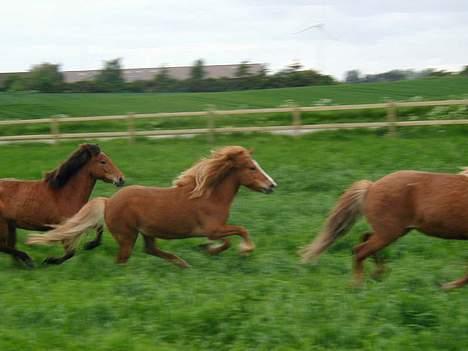 Islænder Pytla fra Hjortedal - Galop igen <3 billede 14