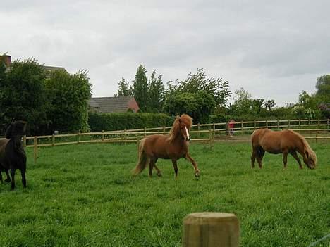 Islænder Pytla fra Hjortedal - Pytla i fin trav, efter en galop tur til græs.. billede 15