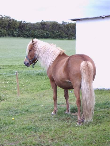 Islænder Daggarperla fra Steinum - Ja ja, jeg er en reserveret "DAME"! billede 5