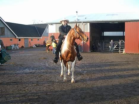 Pinto Mr 'Crazy Horse' Geronimo - Vi venter på at skulle ind og ride igen... billede 6