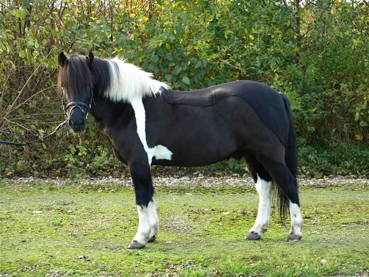 Anden særlig race Sello billede 3