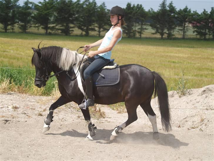 Anden særlig race Sello - Dressur træning d. 6 juli 09 billede 4