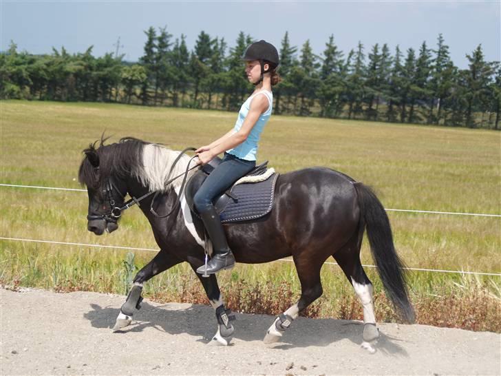 Anden særlig race Sello - Juli 09 billede 5