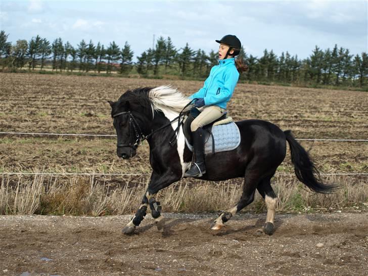 Anden særlig race Sello - Dressur træning.  billede 6