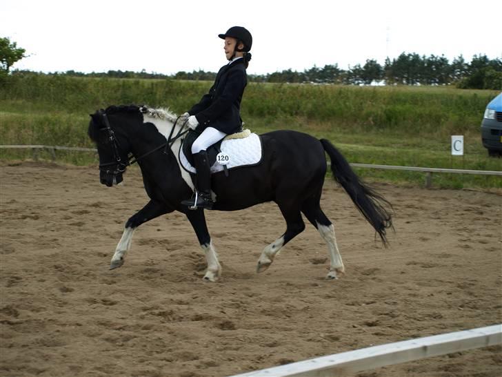 Anden særlig race Sello - Ida og Sello første LA1 - 60% :D Lørdag d. 21/6-08  billede 7