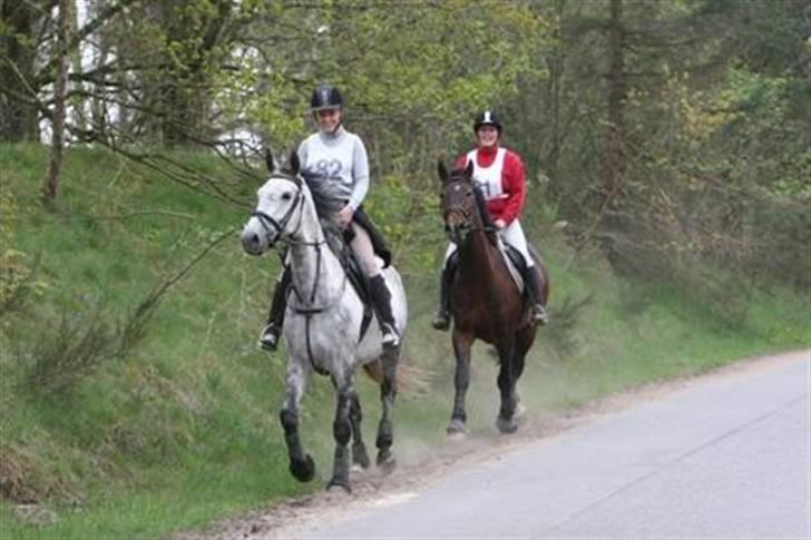 Anglo Araber (AA) Mørkbaks Kikujo - Distance ridt i Dronninglund maj 2007 begge hypper er mine det er Kikujo med pernille og prix sammen med mig billede 17