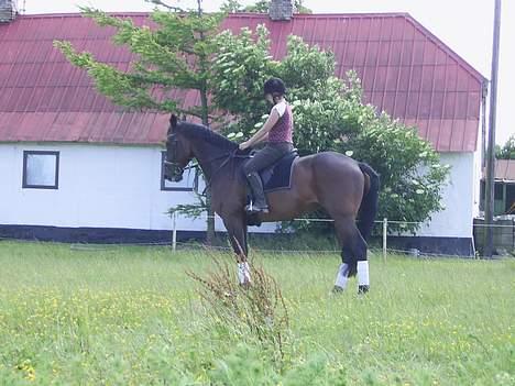 Traver Andy Bakholdt -død-  - Mig og Andy der rider dressur.. billede 4