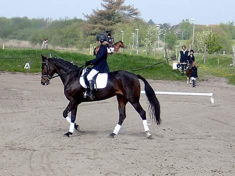 Traver Amanda (L)  billede 6