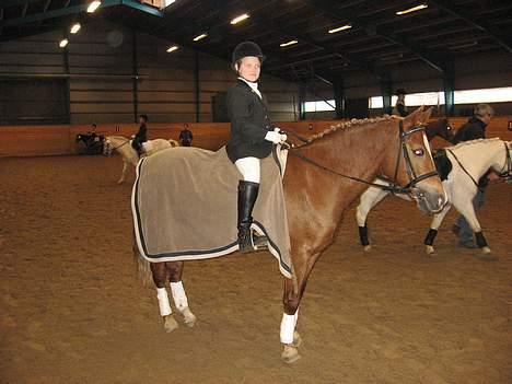 Anden særlig race Donna (SOLGT) ;( - Til stævne - opvarmning (: billede 7