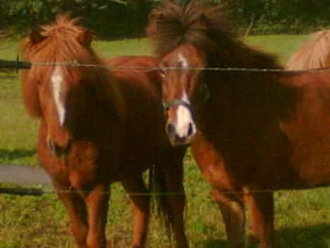 Islænder Glámur f. Højtofte - Glámur og hans ven på marken Ekil. billede 2
