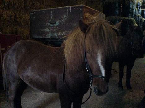 Islænder Glámur f. Højtofte - Glámur (Åge), lige inden en undervisnings time. Han er lidt træt   :) billede 3