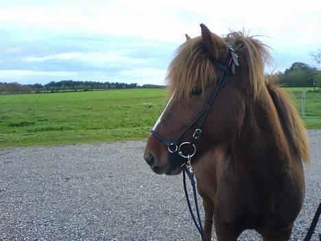 Islænder Glámur f. Højtofte - Han så lige en anden hest.  billede 4