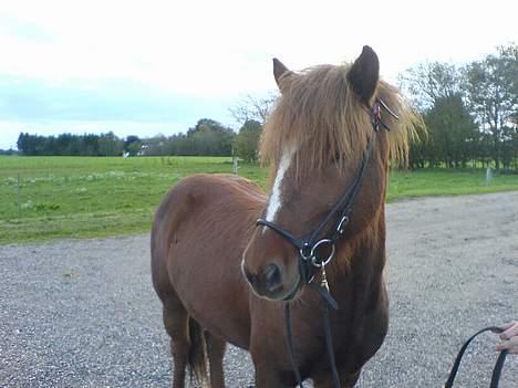 Islænder Glámur f. Højtofte - Åge <3 billede 5