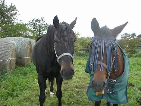 Traver label    R.I.P billede 12