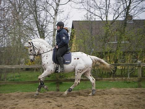 Knabstrupper H. Bastian *solgt* - Hjemme billede 16