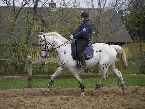 Knabstrupper H. Bastian *solgt* - Hjemme billede 17