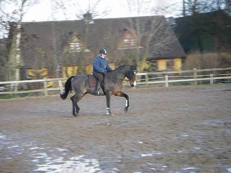 Dansk Varmblod Moonligt *Solgt* billede 14